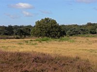 NL, Noord-Holland, Huizen, Limitische Heide 5, Saxifraga-Hans Dekker